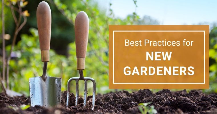 Best Practices for New Gardeners