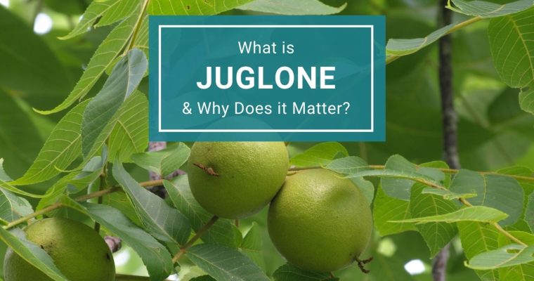 Black Walnut Trees & Juglone: What is it & Why is it Important?