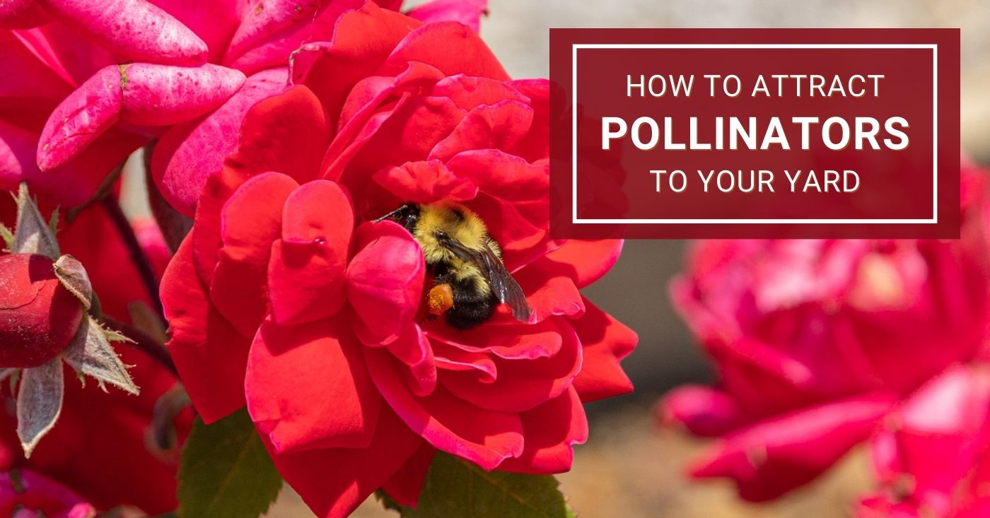 How to Attract Pollinators to Your Garden – McKay Garden Centers